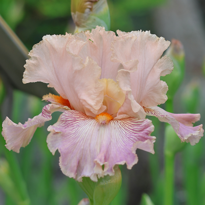 Irys Beverly Sills 1szt