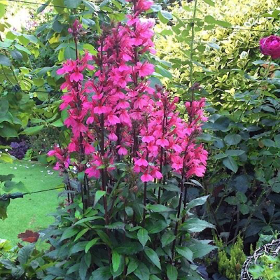 Lobelia Rose Princess 1szt