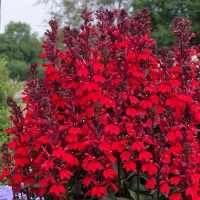 Lobelia Scarlet Princess