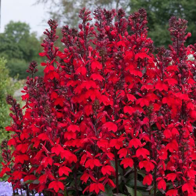 Lobelia Scarlet Princess 1szt
