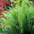 Paproć Ostrich Plume