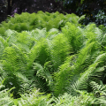 Paproć Ostrich Plume