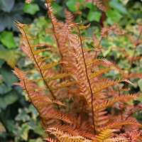 Paproć Brillance Autumn