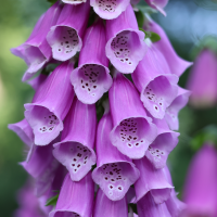Naparstnica purpurowa