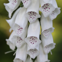 Naparstnica Virtuoso White