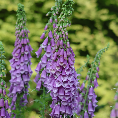 Naparstnica Virtuoso Lavender