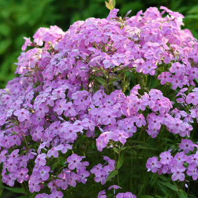 Floks - phlox Pinky Hill 1szt