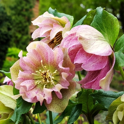 Ciemiernik Double Ellen Pink 1szt
