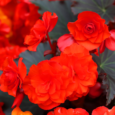 Begonia wielkokwiatowa czerwona 1szt