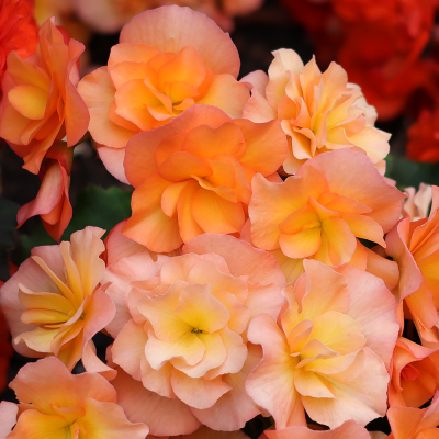 Begonia wielkokwiatowa pomarańczowa 1szt