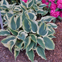 Hosta Blue Ivory