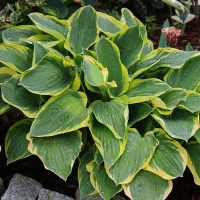 Hosta Aureomarginata