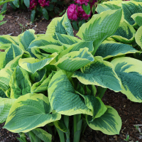 Hosta Sugar Daddy