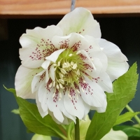 ciemiernik double white.jpg