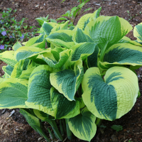 Hosta Sugar Daddy