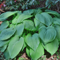Hosta Jurassic Park