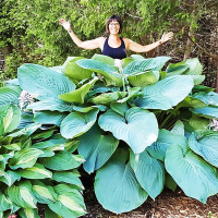 Hosta Jurassic Park
