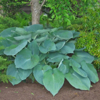 Hosta Jurassic Park