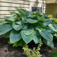Hosta Jurassic Park