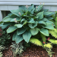 Hosta Jurassic Park