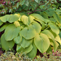 Hosta Sum and Substance