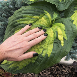 Funkia olbrzymia Super Nova 1szt