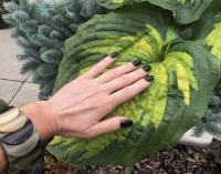 Hosta Super Nova