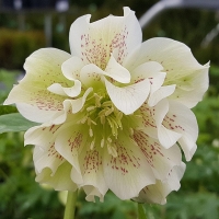 ciemiernik double white.jpg