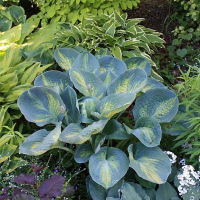 Hosta Thunderbolt