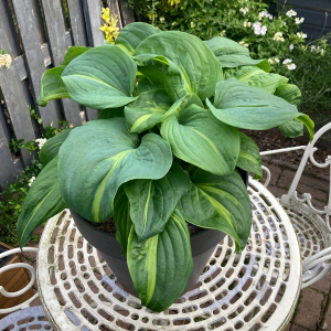 Funkia wielkolistna Emerald Charger 1szt