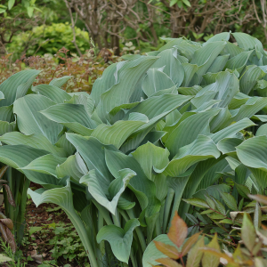 Funkia wielkolistna Krossa Regal 1szt