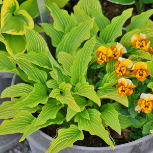 Funkia Siberian Tiger 1szt