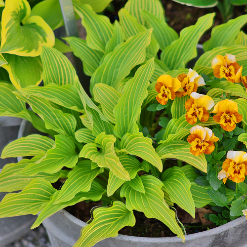 Hosta Siberian Tiger