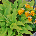 Hosta Siberian Tiger