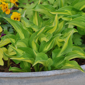 Funkia Lakeside Little Tuft 1szt