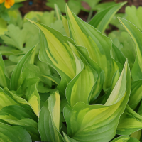 Hosta Lakeside Little Tuft