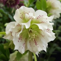 ciemiernik double white.jpg