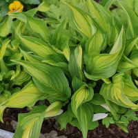 Hosta Lakeside Little Tuft