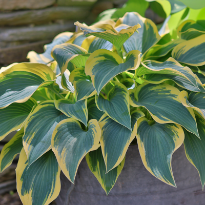 Funkia Hosta Valley's Glacier 1szt