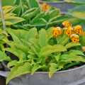 Hosta Siberian Tiger