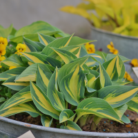 Hosta Magic Island