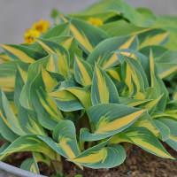 Hosta Magic Island