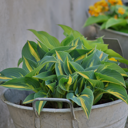 Hosta Party Popper