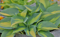 Hosta Catherine