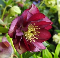 ciemiernik double ellen red.jpg