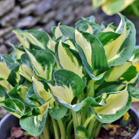 Hosta Fire and Ice