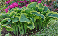 Hosta Northern Exposure