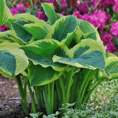 Funkia olbrzymia Northern Exposure 1szt
