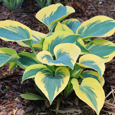 Funkia First Frost 1szt