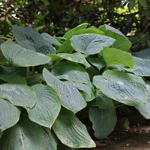 Funkia olbrzymia Elegans 1szt